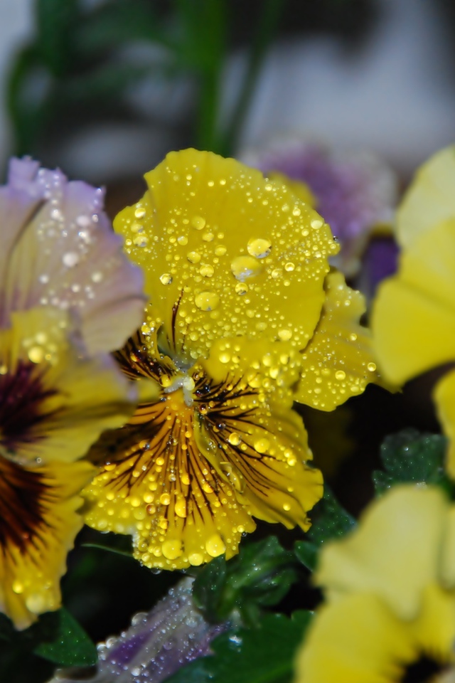 Цветы анютины глазки в каплях росы