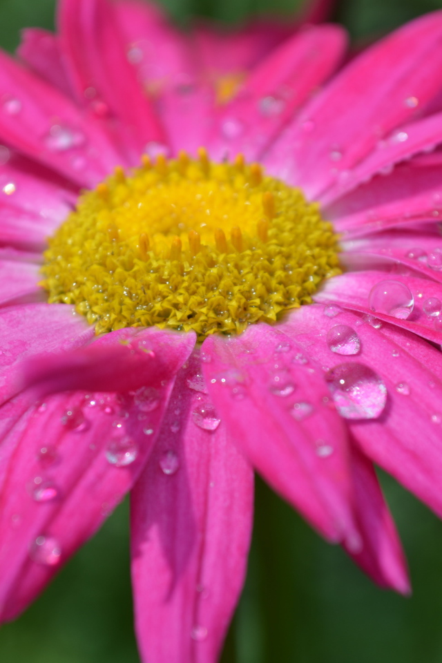 Розовый цветок эхинацеи в каплях дождя