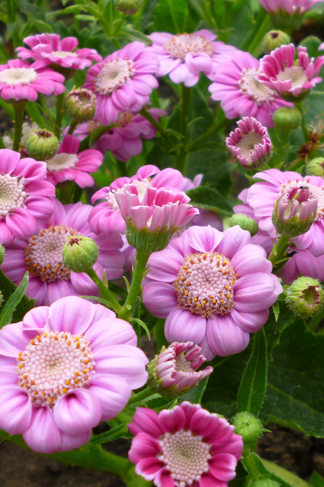 Розовые садовые цветы цинерария