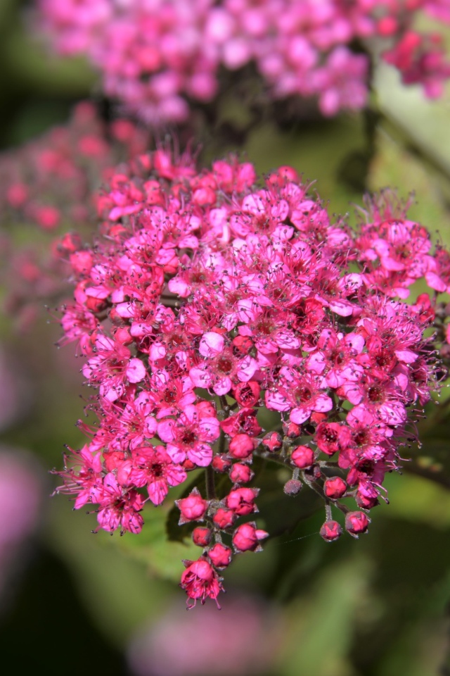 Розовые цветы спирея японская вблизи