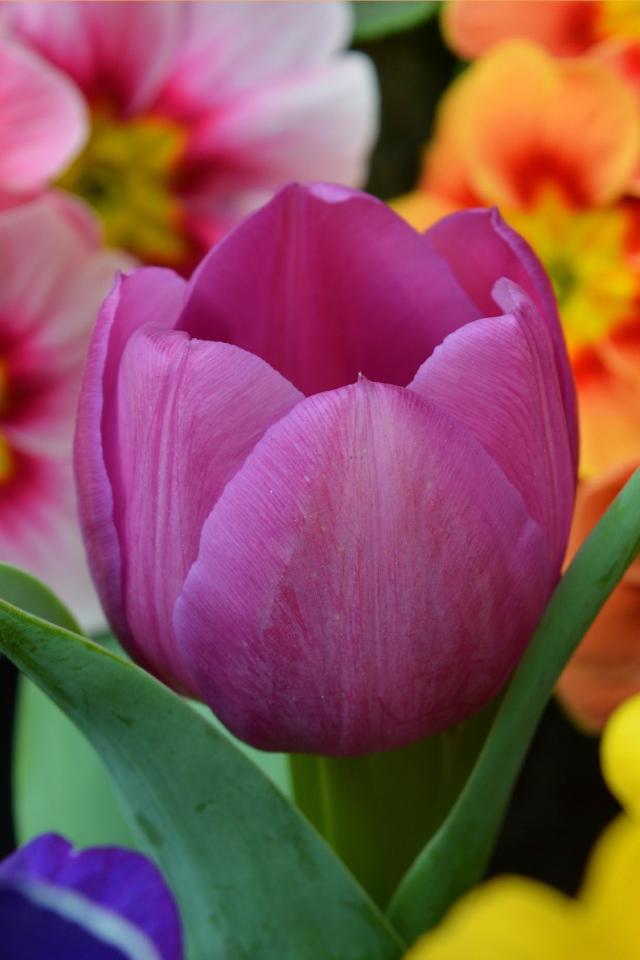 Цветок розового тюльпана среди цветок примулы