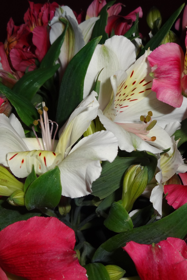 Розовые и белые цветы альстромерия крупным планом