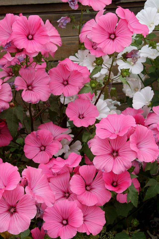 Розовые и белые садовые цветы лаватера