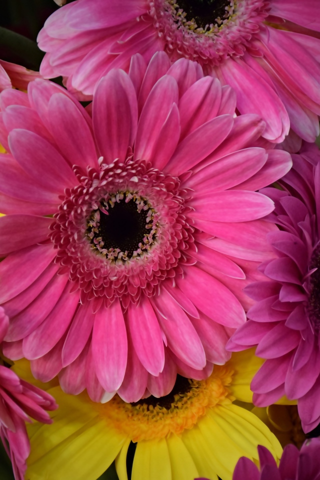 Розовые и желтые герберы крупным планом