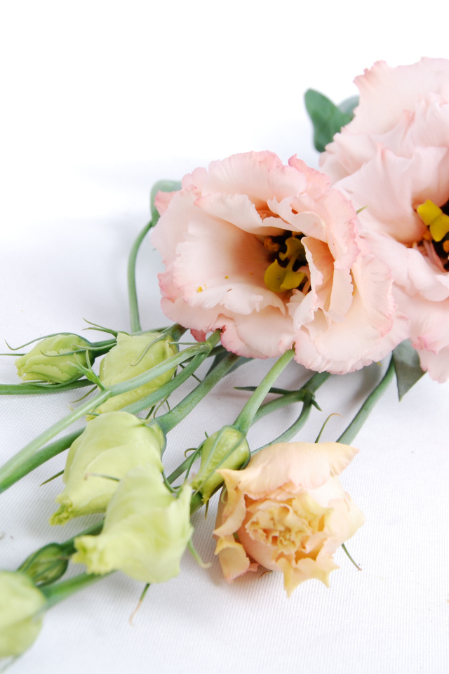 Розовые красивые цветы эустома на белом фоне