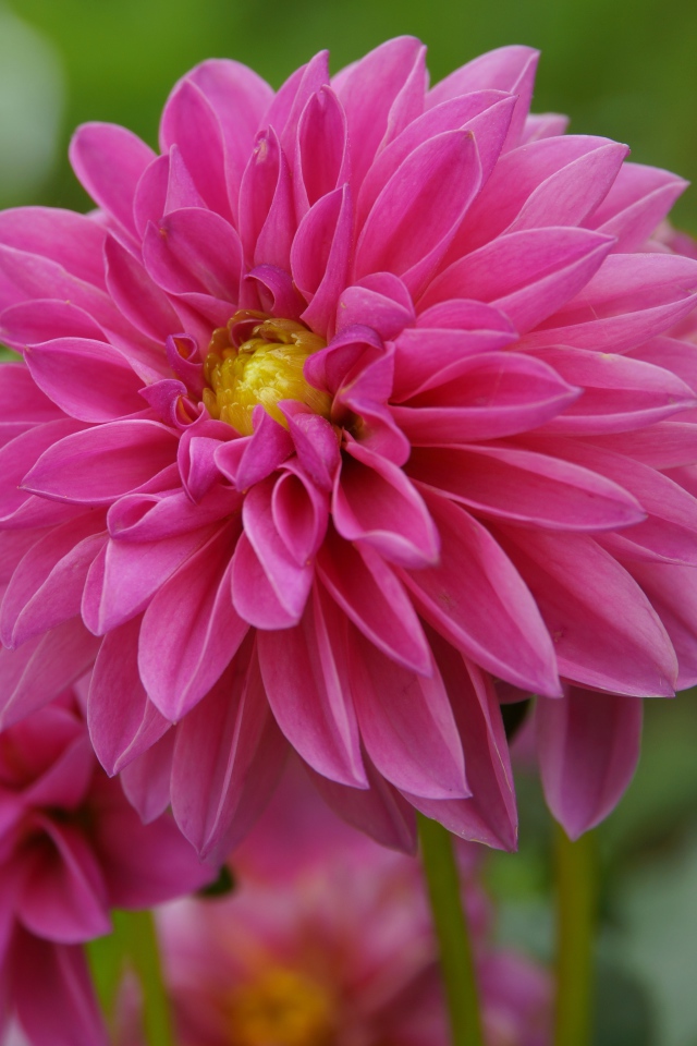 Розовые красивые цветы георгина крупным планом