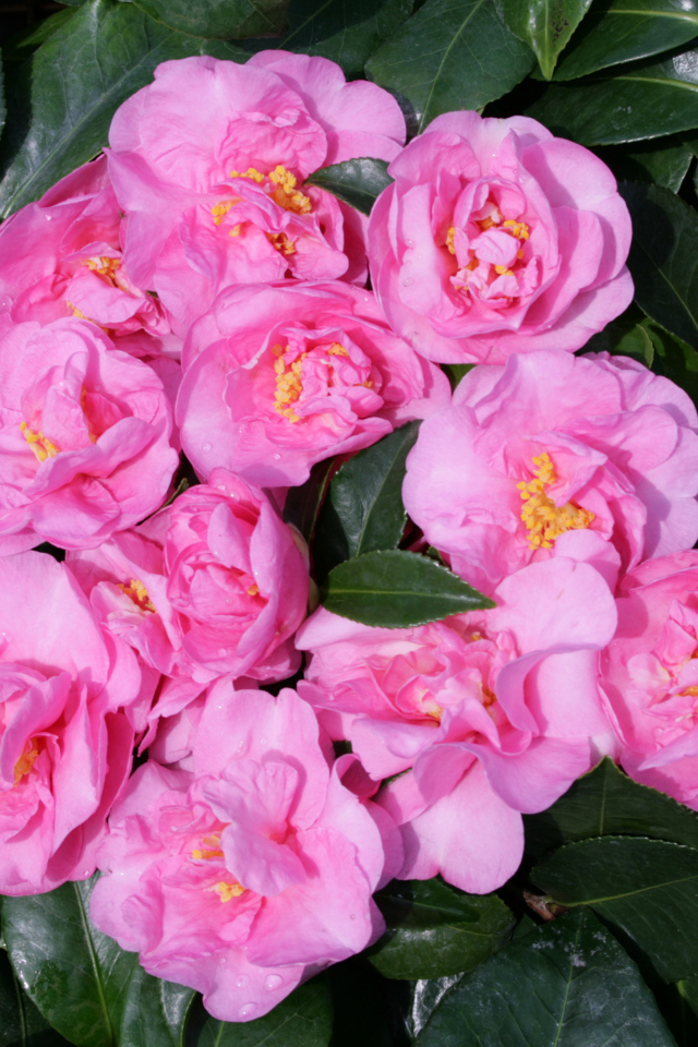 Розовые цветы камелии в зеленых листьях