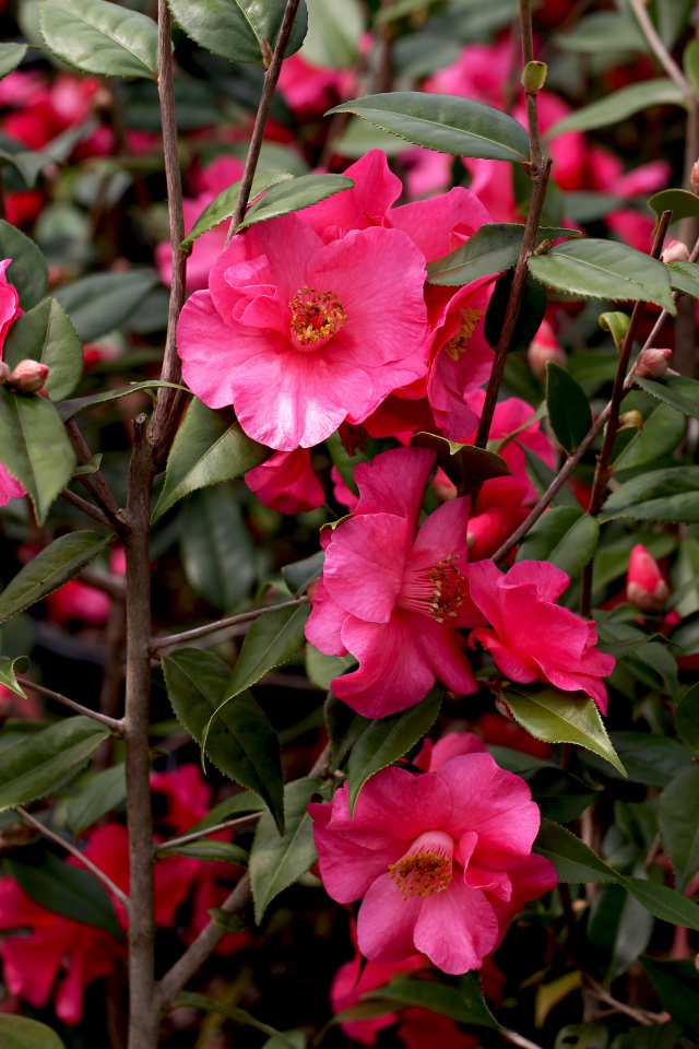 Розовые цветы камелии на ветке