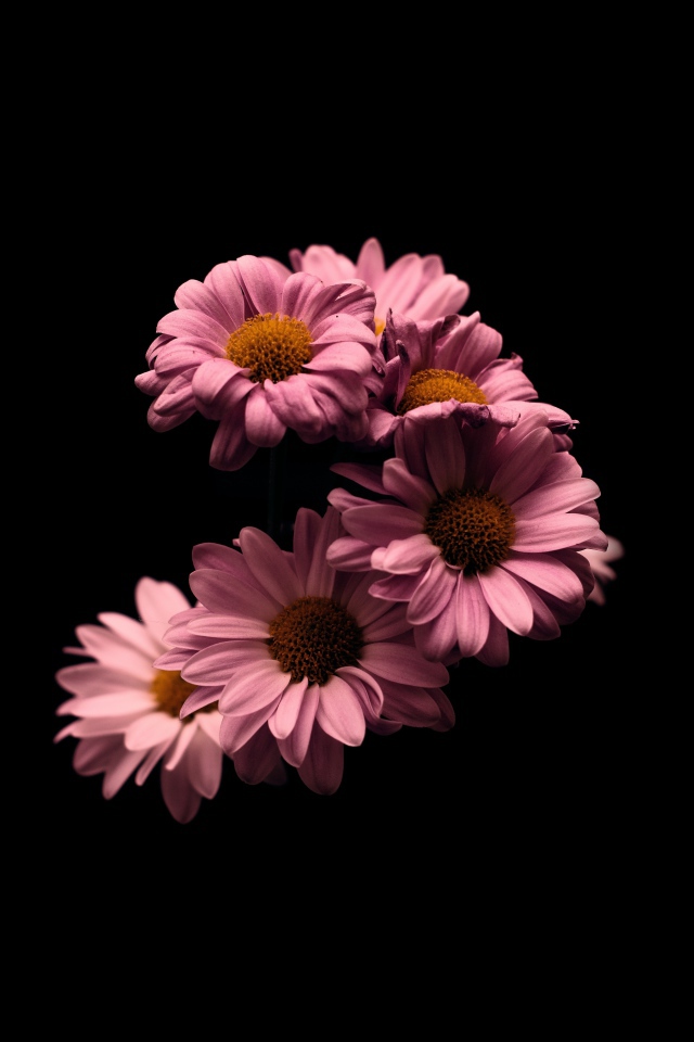 Розовые цветы хризантемы на черном фоне