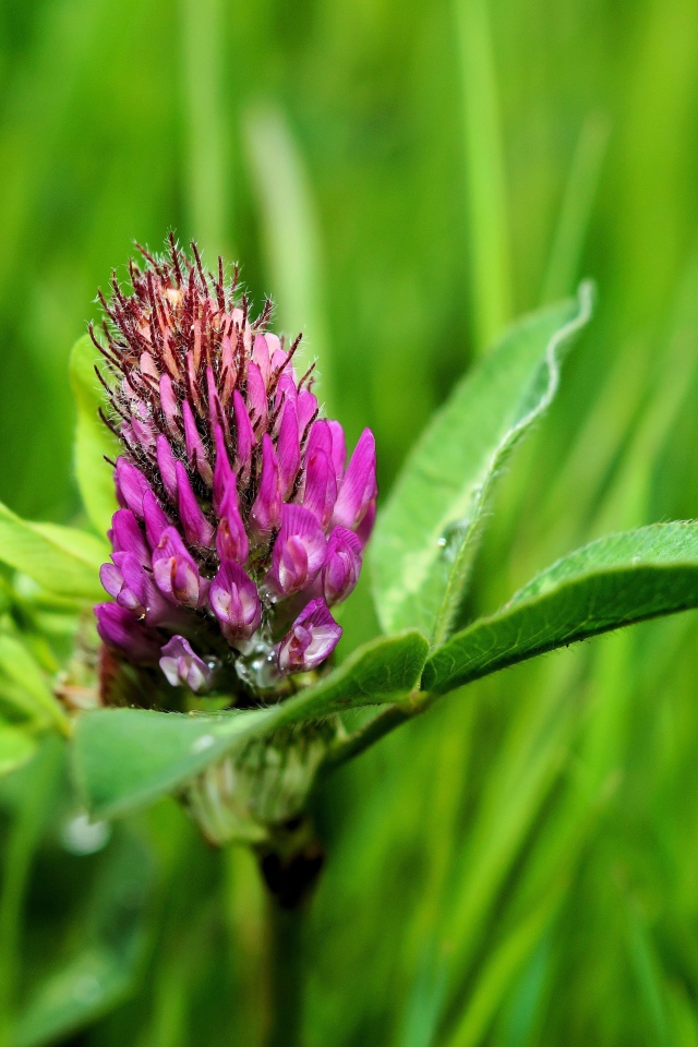 Розовый цветок клевера крупным планом