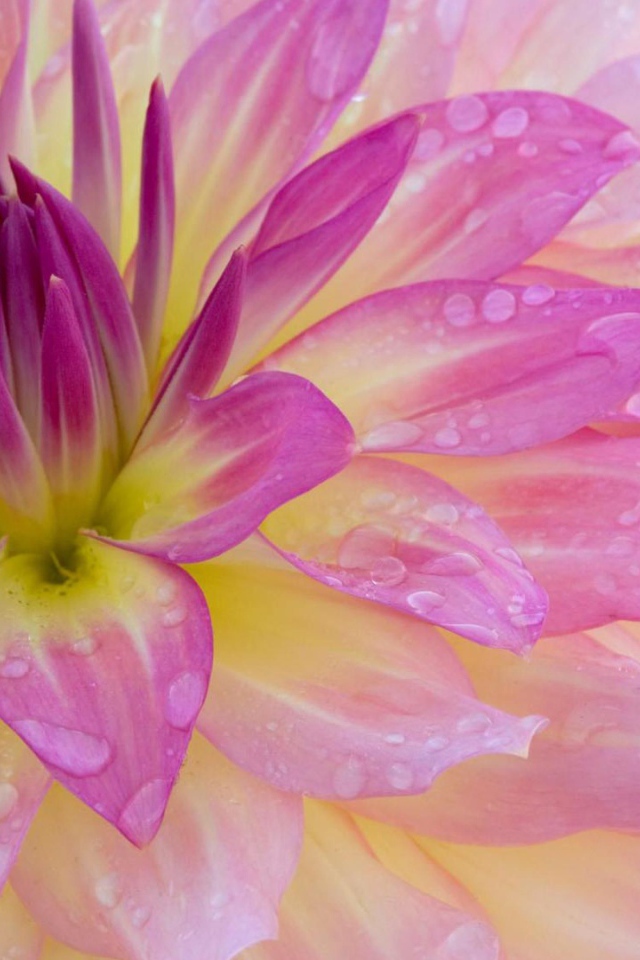 Розовая георгина с каплями воды на лепестках крупным планом