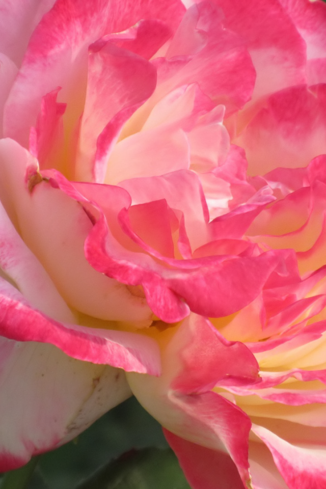 Розовый нежный цветок розы крупным планом