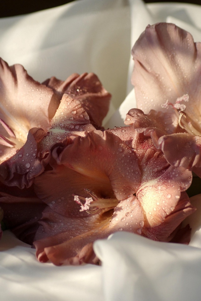 Розовый цветок гладиолуса лежит на белом покрывале 
