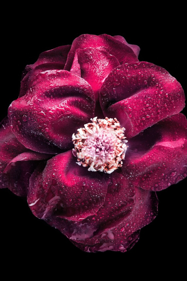 Розовый цветок в каплях росы на черном фоне крупным планом