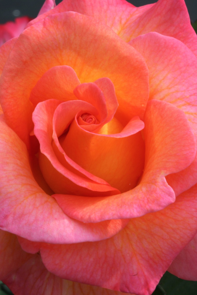 Розовый цветок красивой розы крупным планом