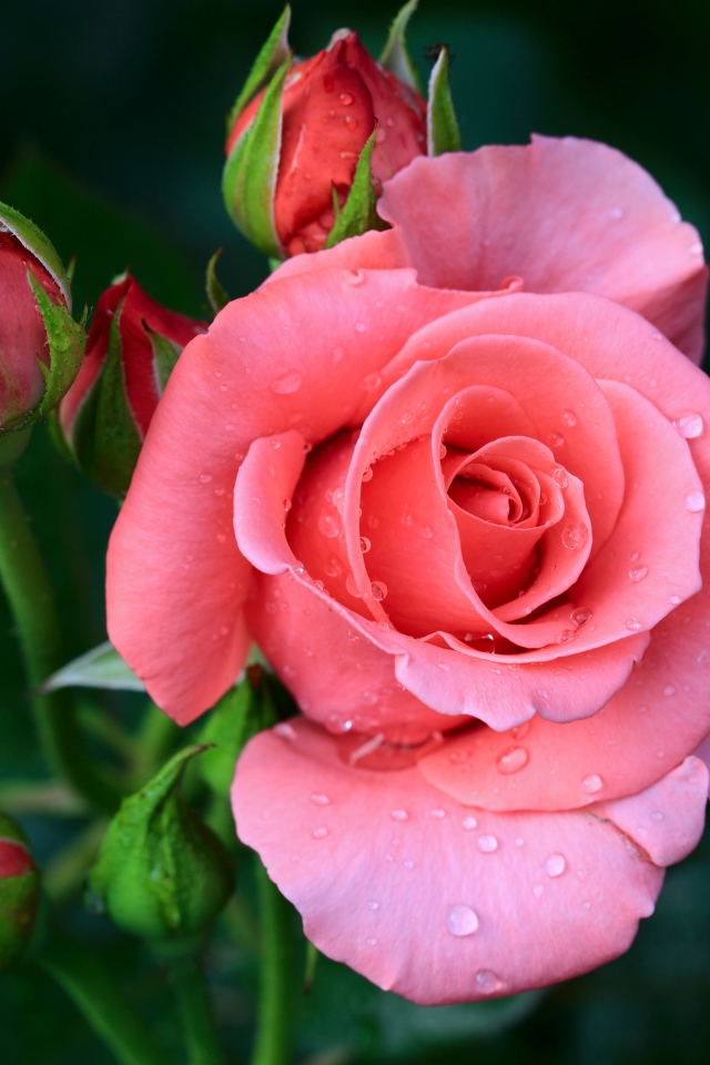 Розовый цветок розы с бутонами в каплях росы