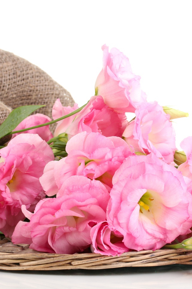 Розовые цветы эустома на белом фоне