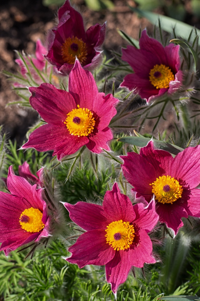 Розовые цветы прострел, вид сверху