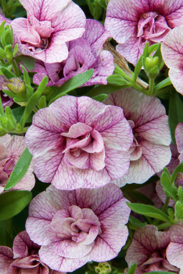 Розовые цветы Калибрахоа крупным планом