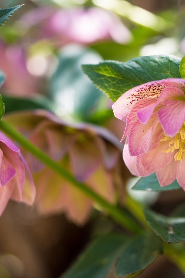 Розовые цветы морозника вблизи