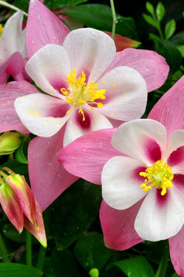 Розовые цветы водосбора крупным планом