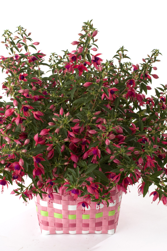 Розовый цветок фуксия на белом фоне