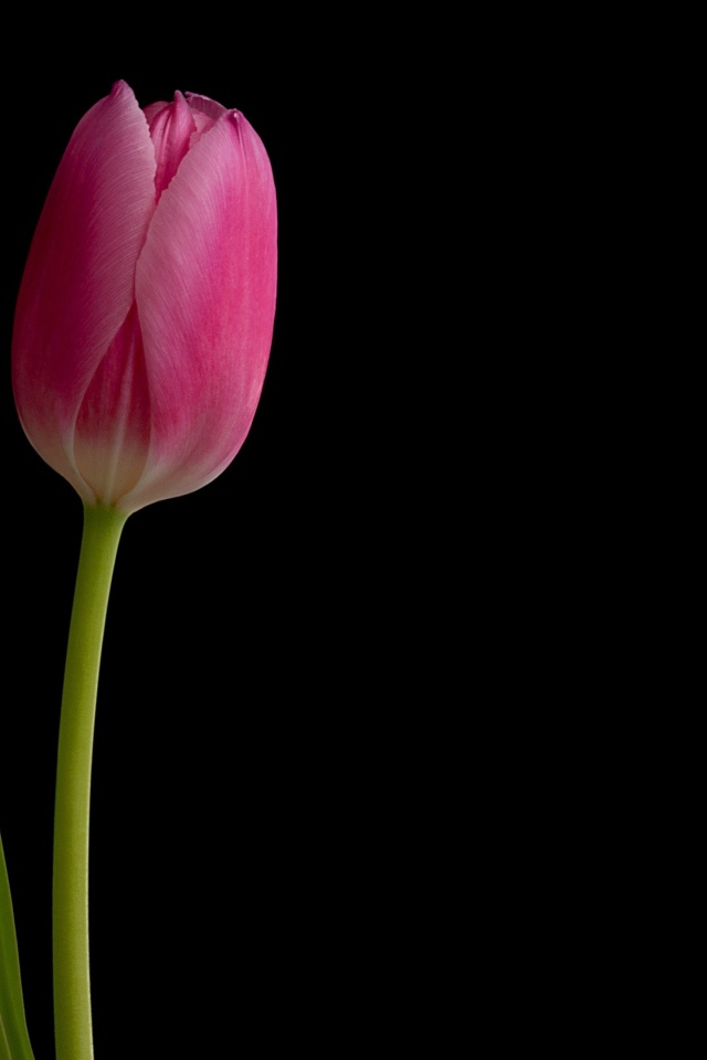 Розовый нежный тюльпан на черном фоне