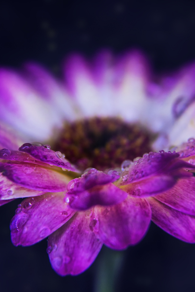 Розовый цветок герберы с каплями росы на лепестках 