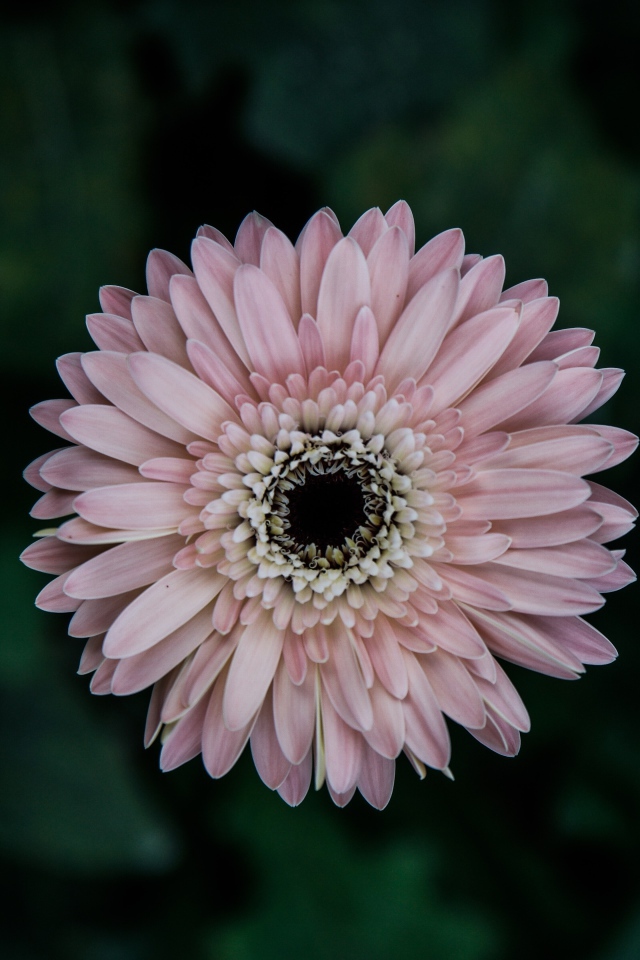 Розовая гербера вид сверху