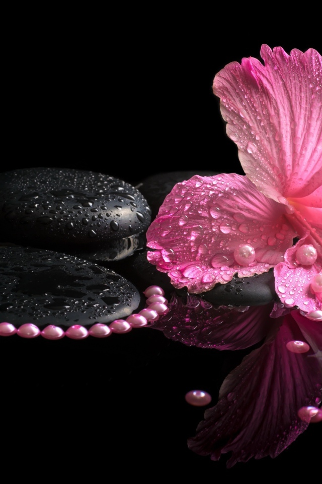 Розовый цветок гибискуса на черных камнях в воде