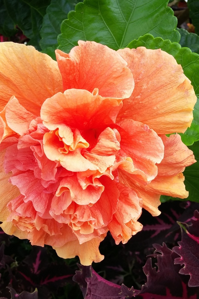 Розовый цветок гибискуса с зелеными листьями