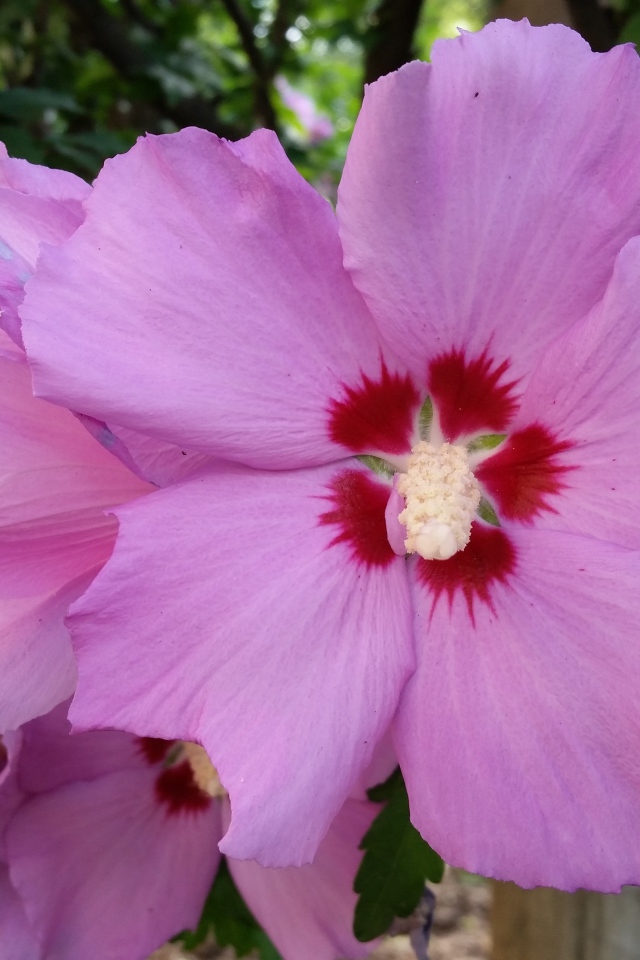 Розовые цветы гибискуса крупным планом