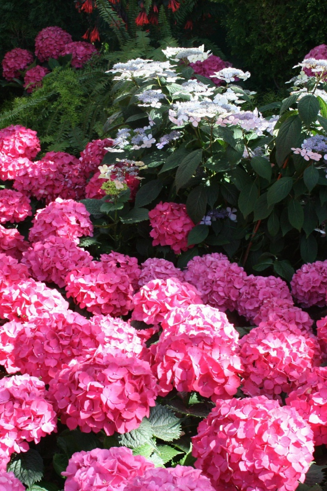 Розовые цветы гортензии в лучах солнца