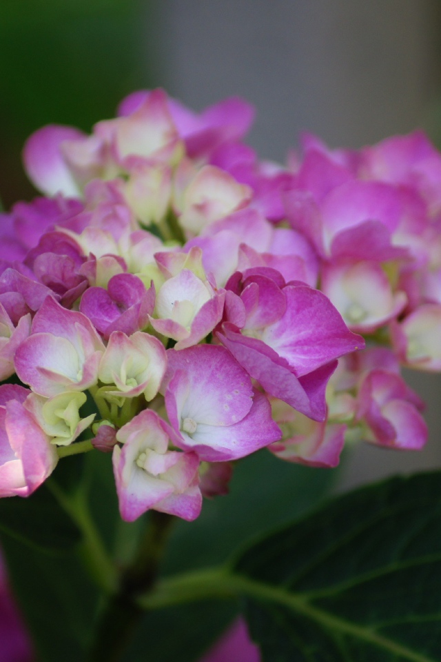 Розовые цветы гортензии с зелеными листьями