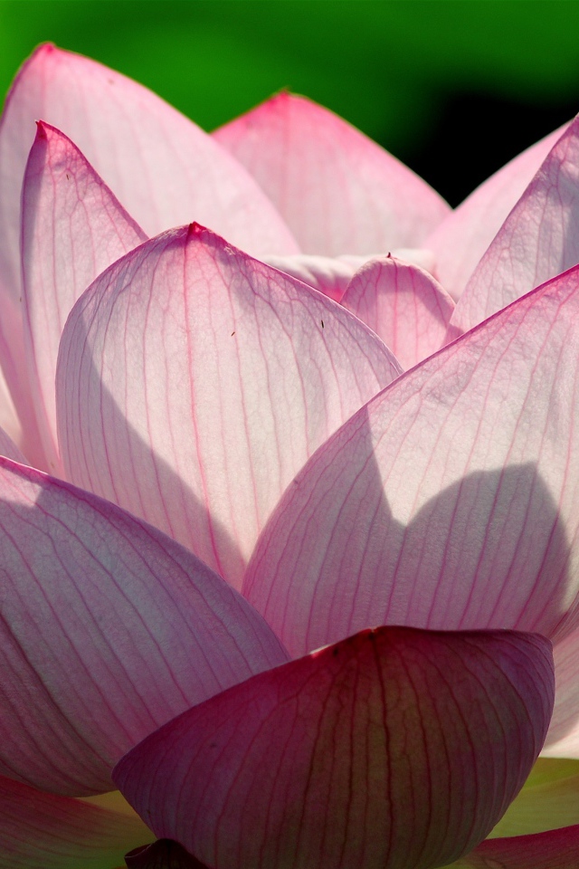 Розовый цветок лотоса в лучах солнца