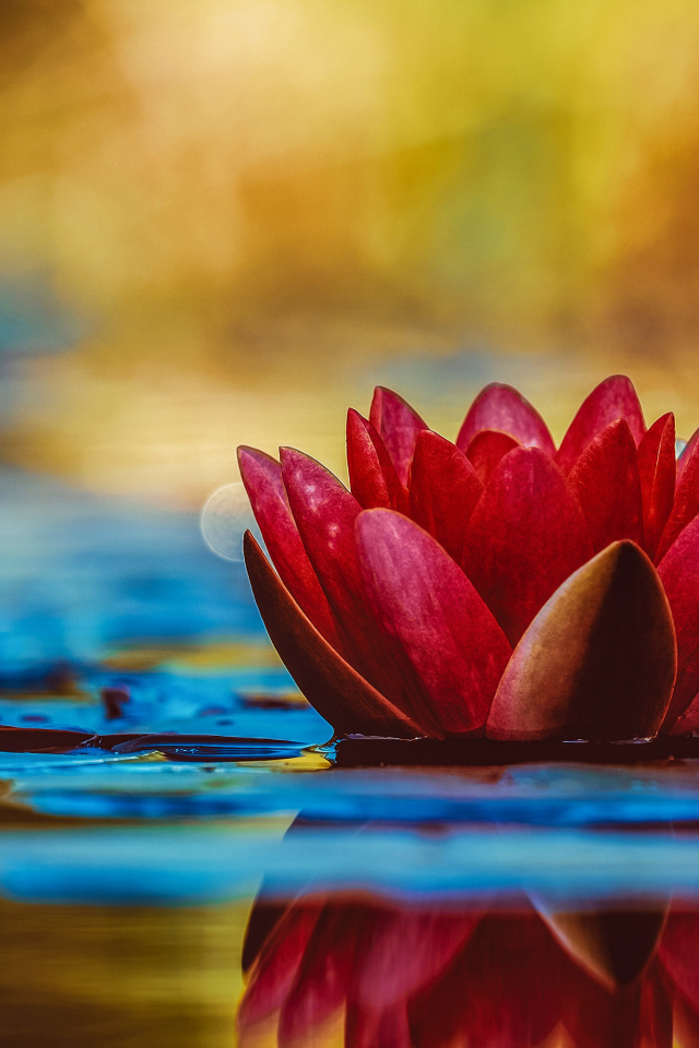 Розовый цветок лотоса отражается в воде