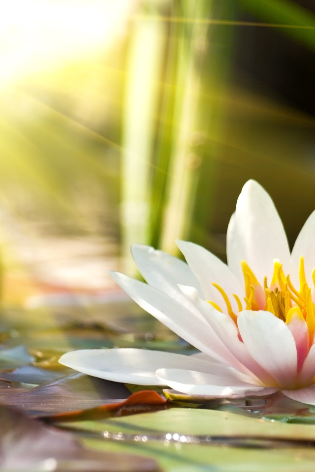 Розовые цветы лотоса в лучах солнца в пруду