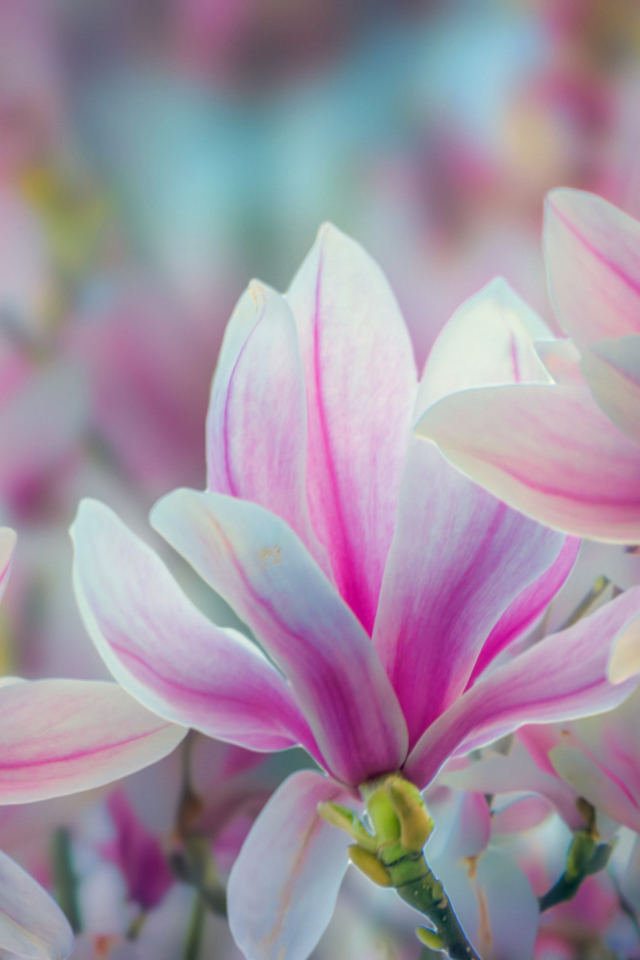 Розовые цветы магнолии крупным планом