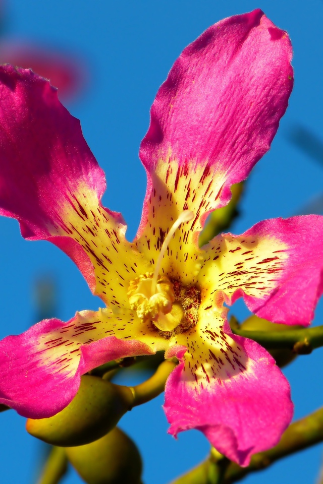 Розовый цветок орхидеи крупным планом