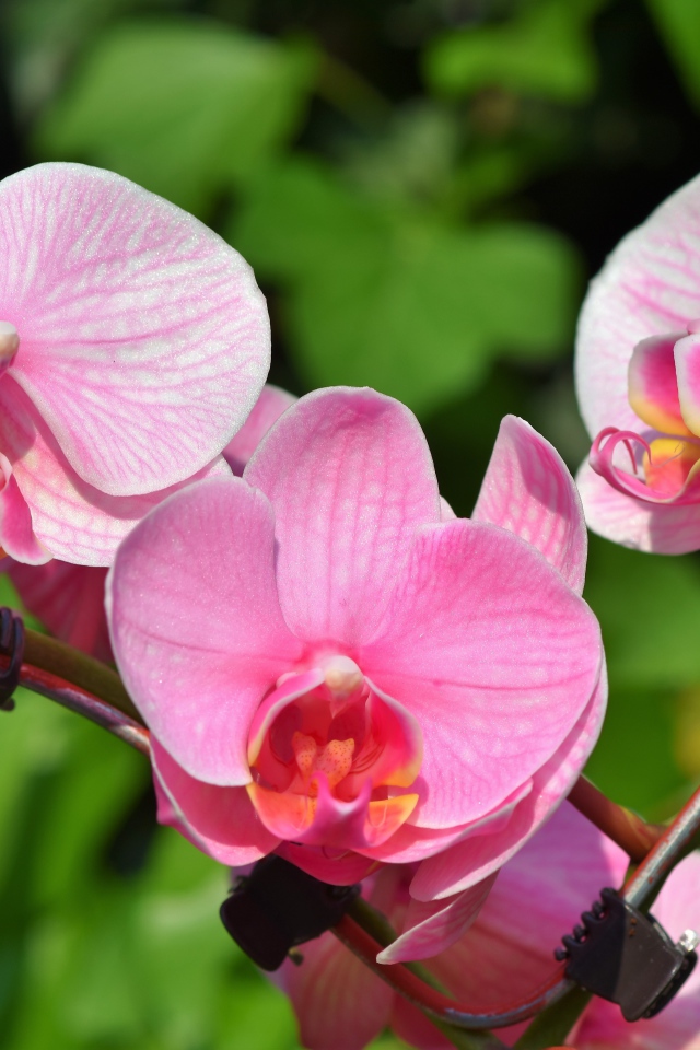 Розовые цветы орхидеи в лучах солнца