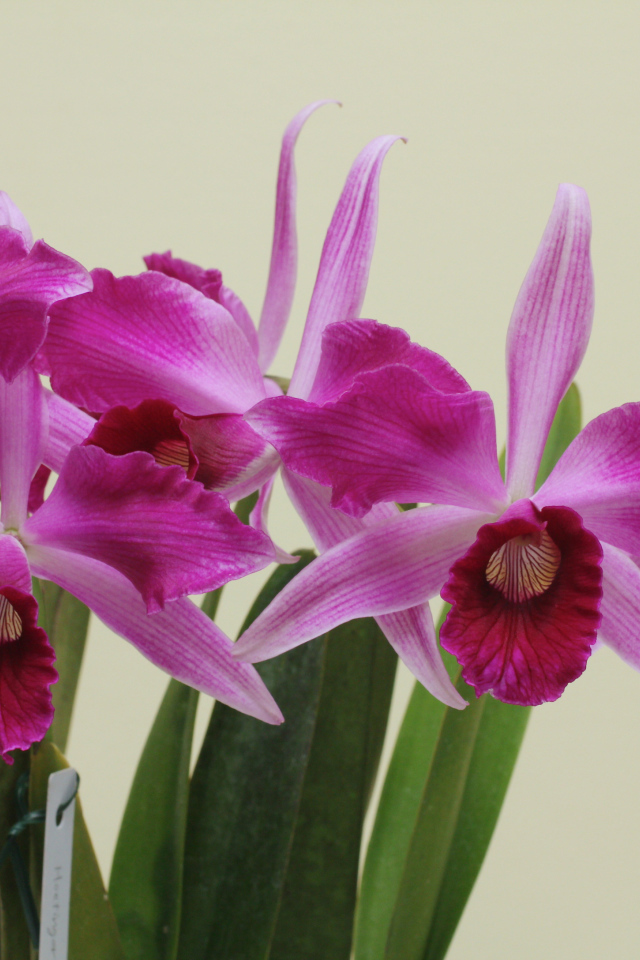 Розовые цветы орхидеи на сером фоне