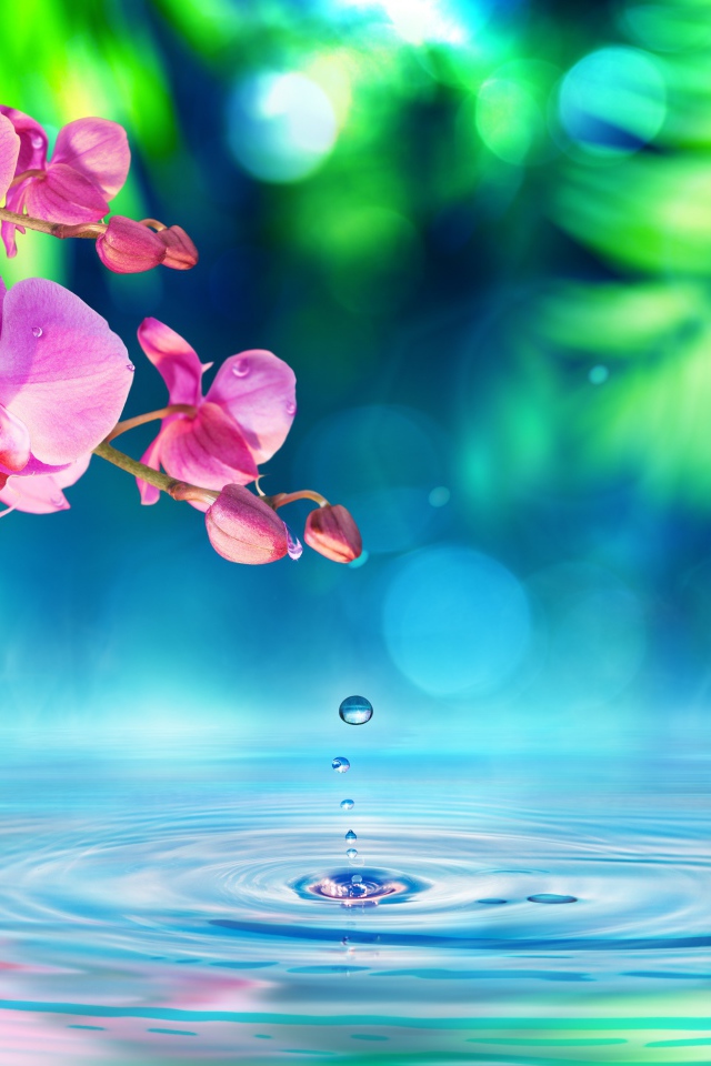Розовые цветы орхидеи на фоне воды
