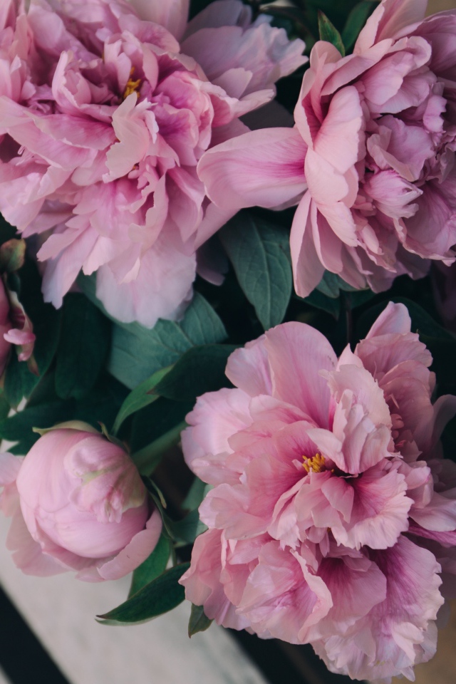 Розовые цветы пиона на деревянной лавке 