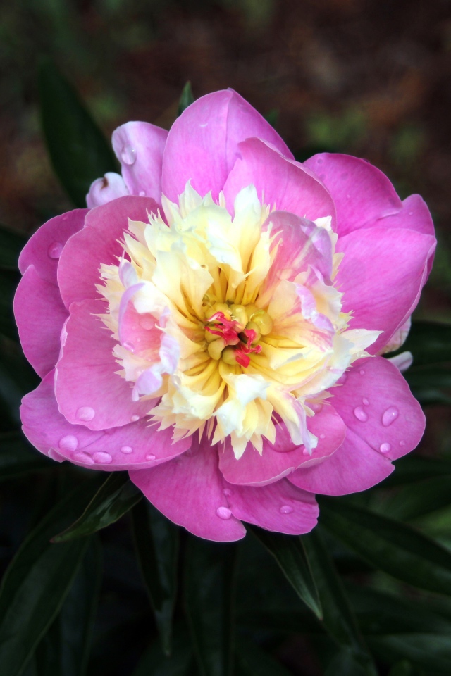 Розовый пион в каплях росы крупным планом