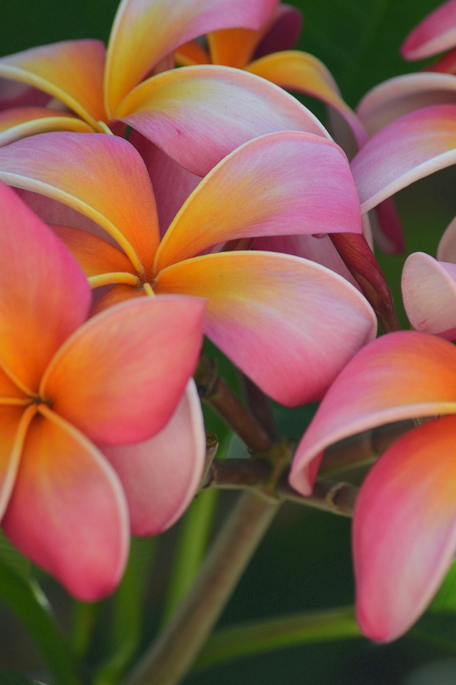 Розовые цветы плюмерия крупным планом 