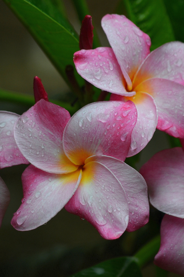 Розовые цветы плюмерии с зелеными листьями