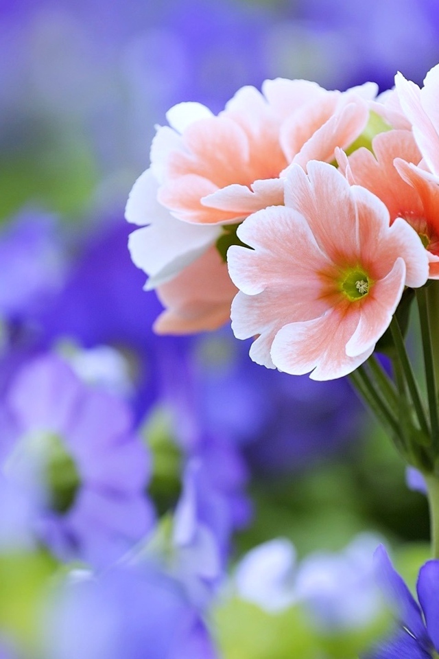 Розовые цветы примулы крупным планом 