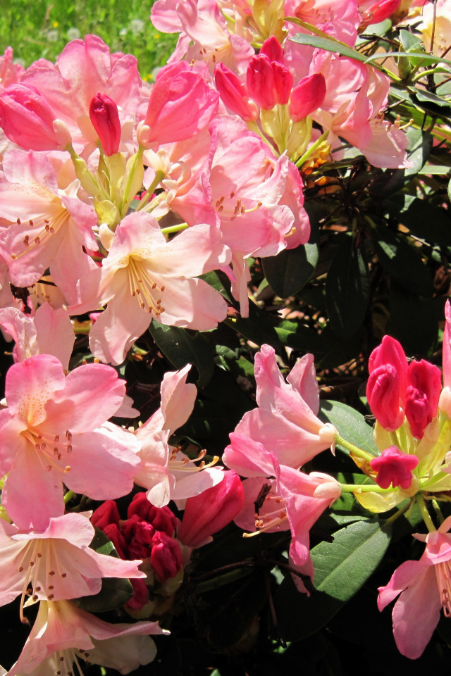 Розовые цветы рододендрон на клумбе