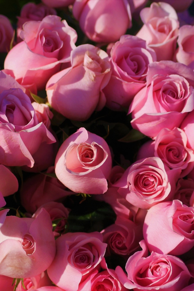 Розовые розы крупным планом, вид сверху