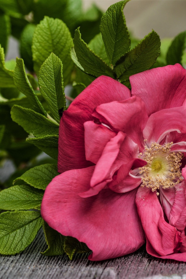 Розовый цветок розы с зелеными листьями